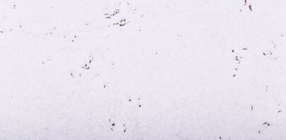 Wandkork MALTA SNOW 3MM