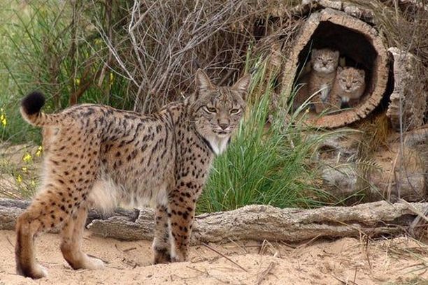 Wie Korkeichenwälder den Artenschutz fördern